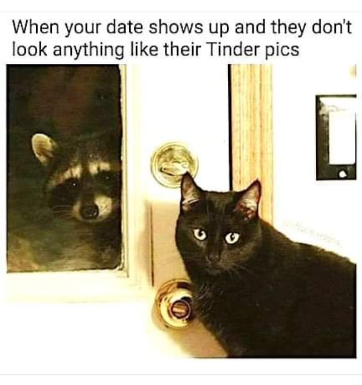 20 Animal Memes Featuring The Most Unpredictable Animal Antics 18 WHen date shows up
