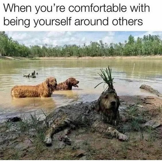 20 Funny Animal Pics That Were Destined to be Memes 20 When youre comfortable - funny animal pics