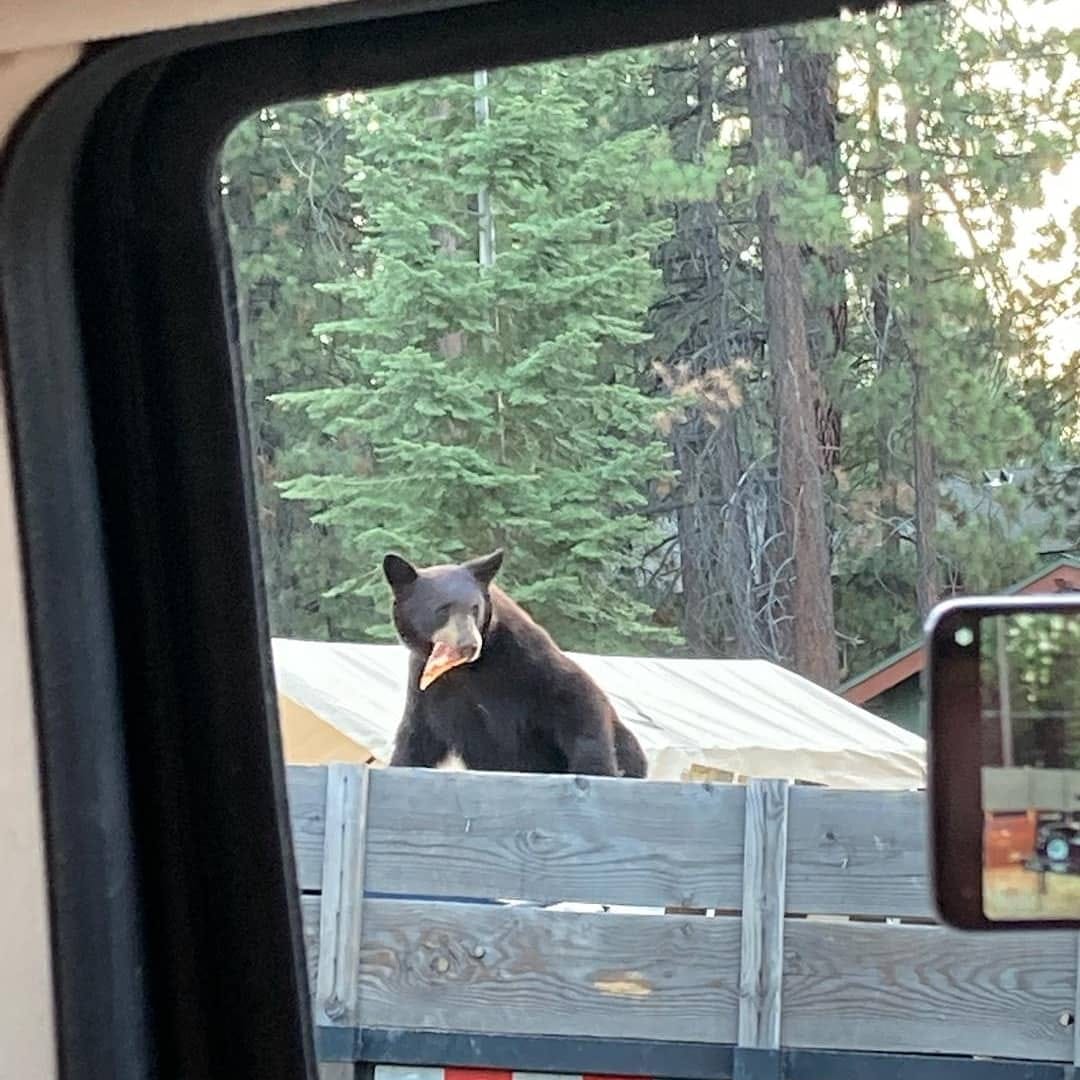 20 Funny Wildlife Photos for a Light-hearted Nature Escape 18 Why yes, that is a bear stealing a slice of pizza out of a trailer filled with garbage. - funny wildlife photos