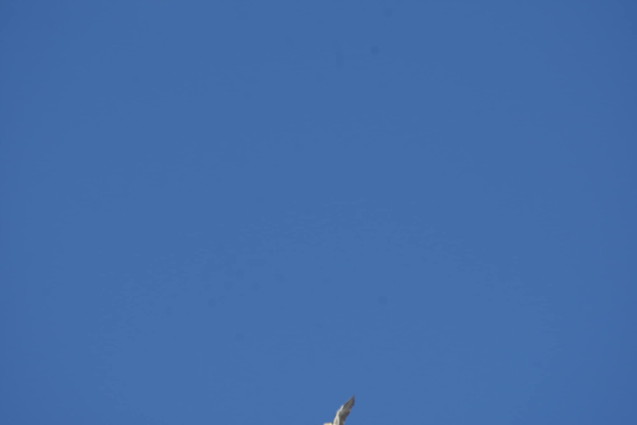 20 Funny Wildlife Photos for a Light-hearted Nature Escape 19 Winged it - funny wildlife photos