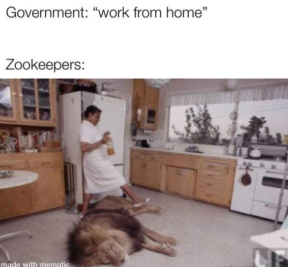20 Hilarious Animal Memes: Because Sometimes Humans Just Aren't Funny Enough 19 Work from home - hilarious animal memes