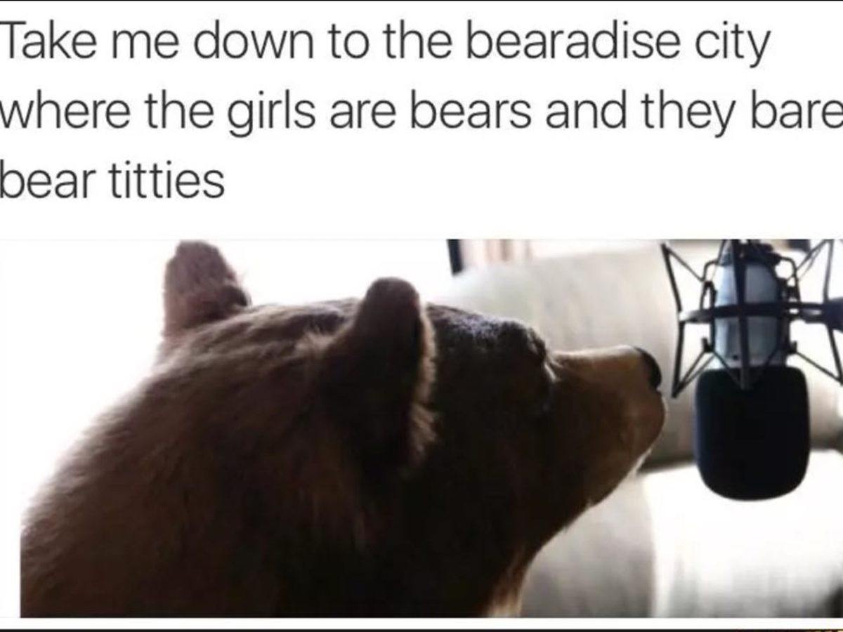 20 Bear Memes That Are Unbearably Hilarious and Adorable 22 bearadies city