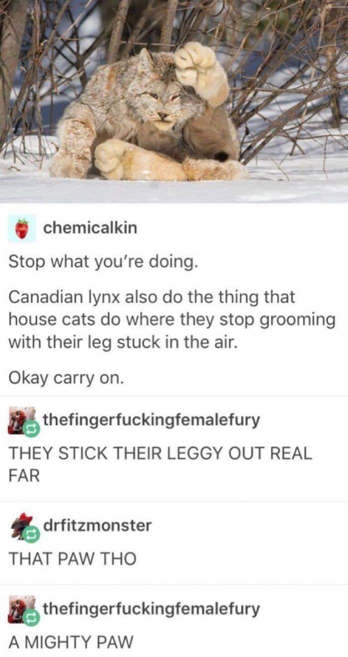 20 Hilarious Animal Memes: Because Sometimes Humans Just Aren't Funny Enough 4 canadian lynx - hilarious animal memes
