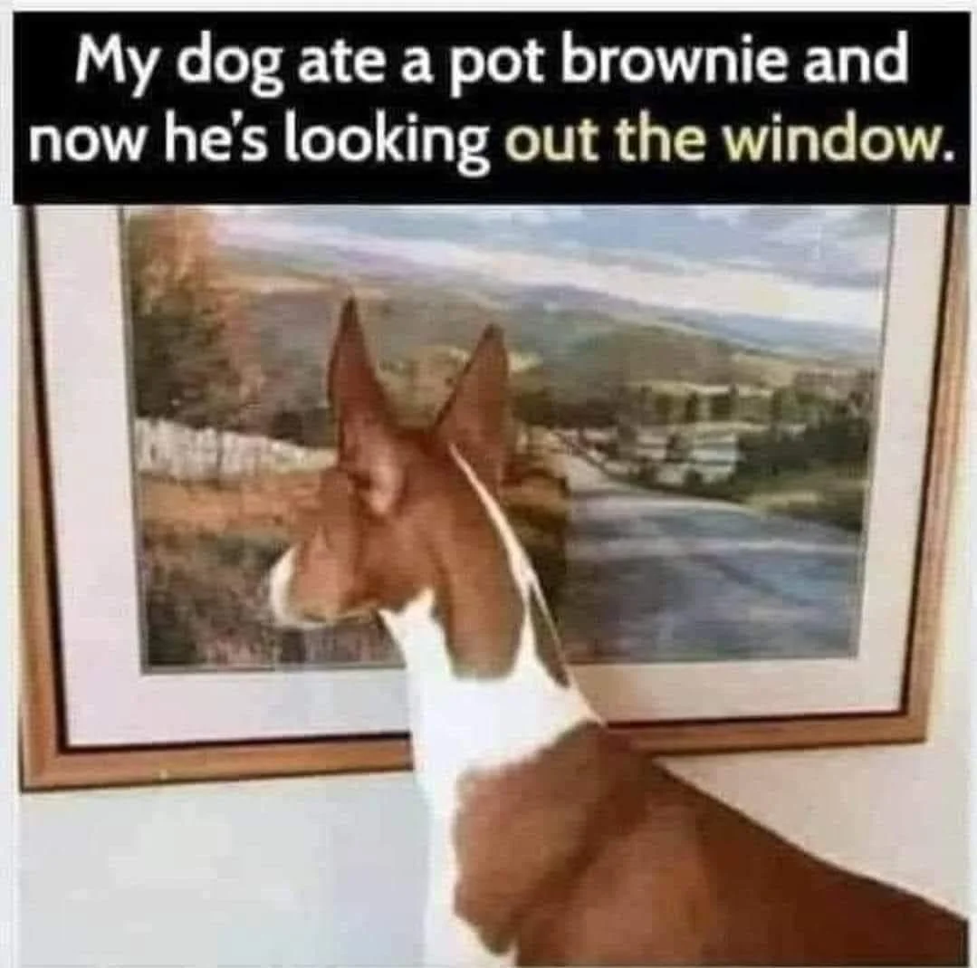30 Dog Memes That Will Have You Howling With Laughter 21 my dog at pot brownie - dog memes