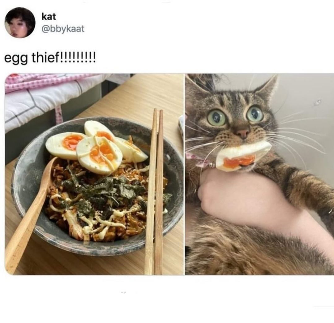 20 Hilarious Cat Pics That Will Steal Your Heart 10 egg thief - Hilarious Cat Pics