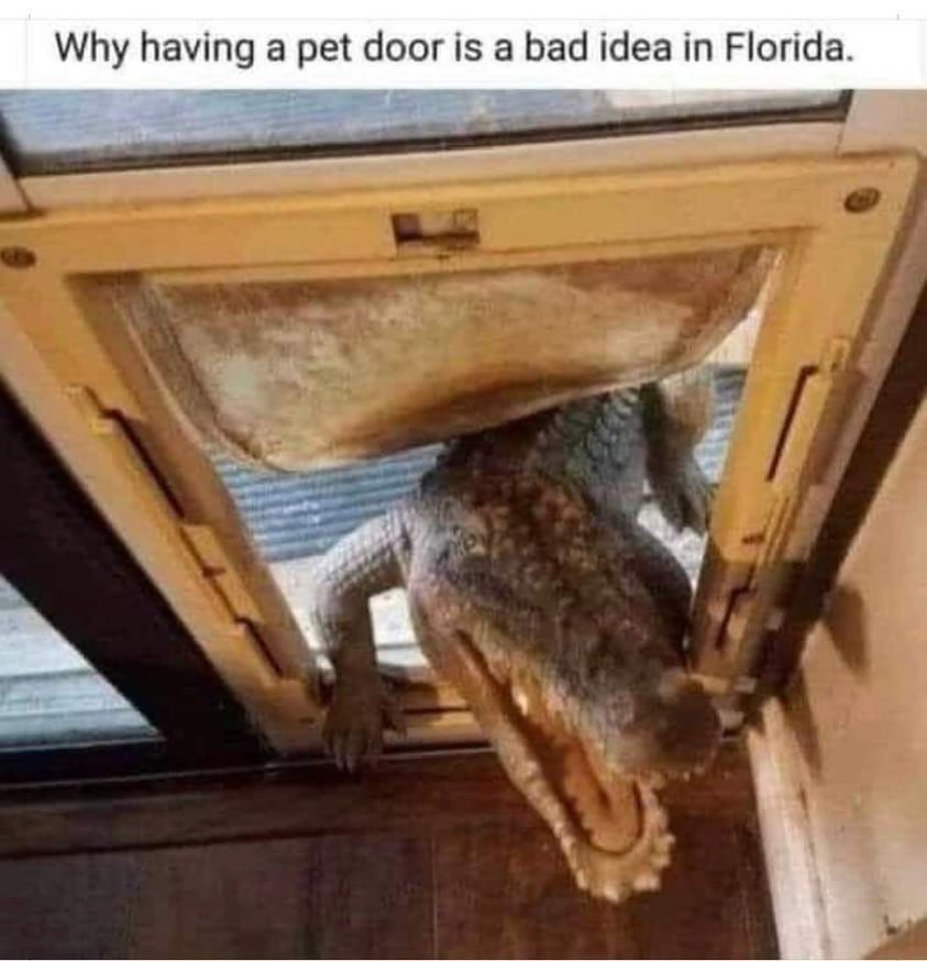 20 Funny Animal Pics That Were Destined to be Memes 7 having a pet dog - funny animal pics
