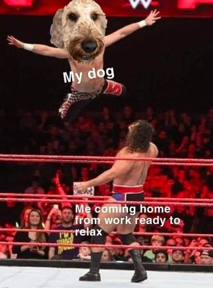 30 Dog Memes That Will Have You Howling With Laughter 22 me coming home - dog memes