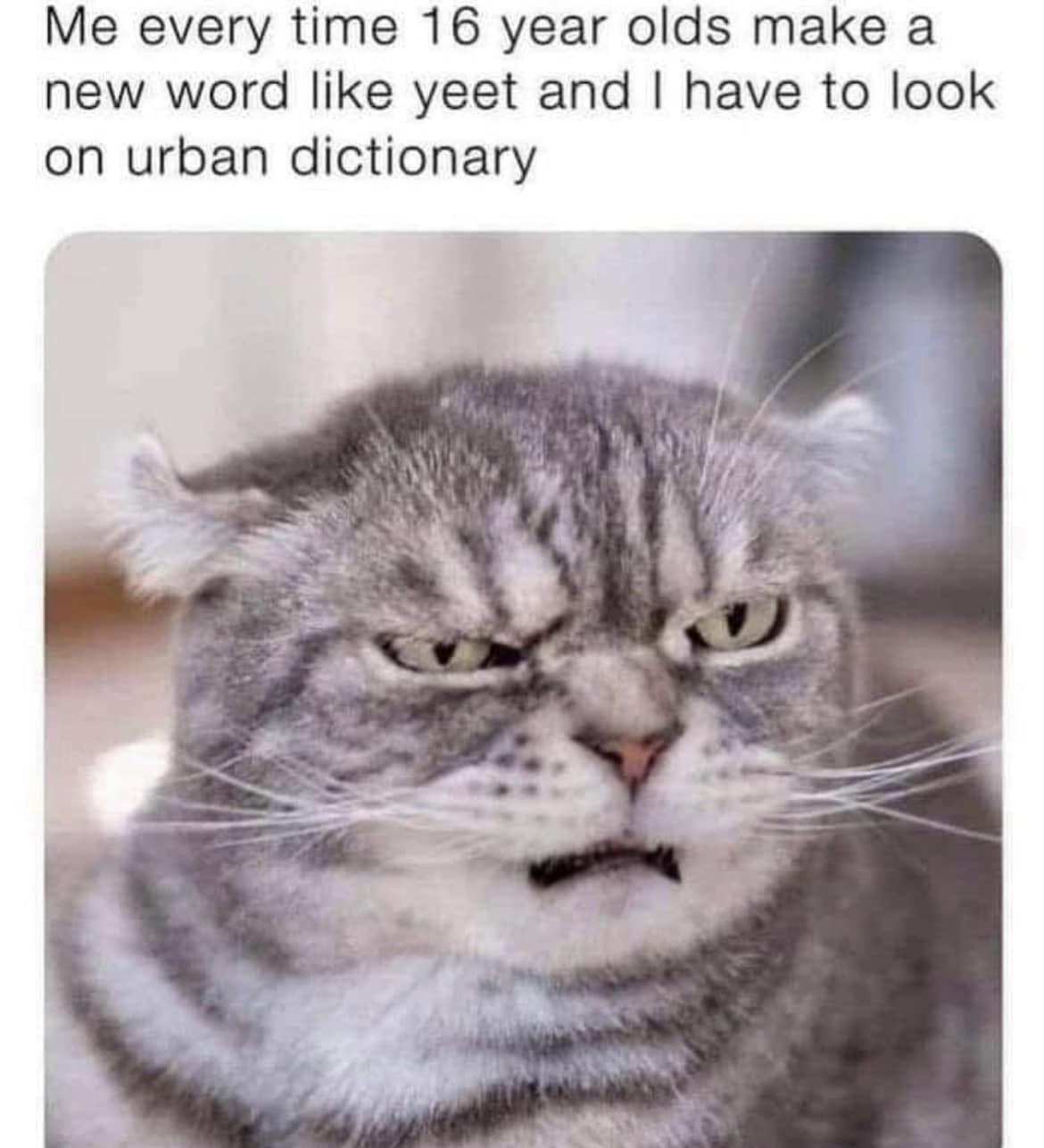 20 Animal Memes Featuring The Most Unpredictable Animal Antics 17 me everytime
