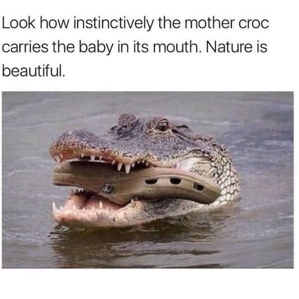 20 Hilarious Animal Memes: Because Sometimes Humans Just Aren't Funny Enough 11 mother croc - hilarious animal memes