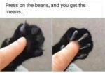 Memes