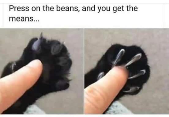 11 Memes You Can't Scroll Past Without a Chuckle 7 press the beans