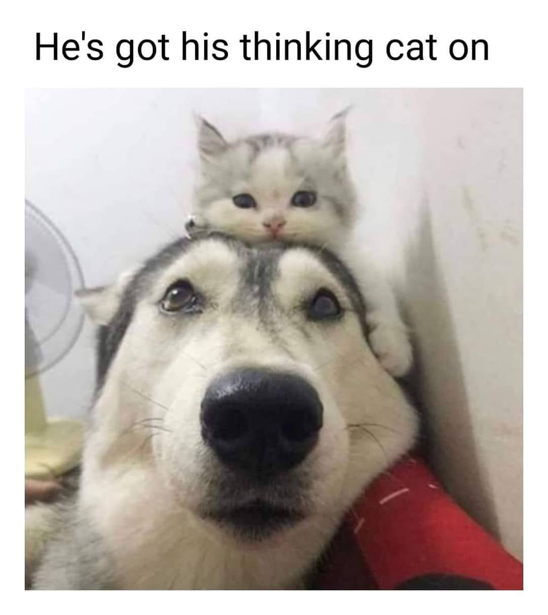20 Animal Memes Featuring The Most Unpredictable Animal Antics 14 He doesnt bite