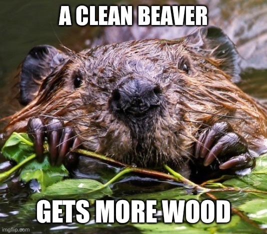 20 Dam Funny Beaver Memes to Celebrate International Beaver Day! - Animals