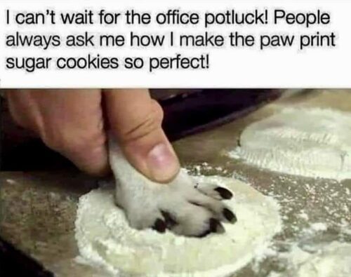 20 Clean Dog Memes for a Pawsitive Day! 2 Cant wait for office potluck - clean dog memes