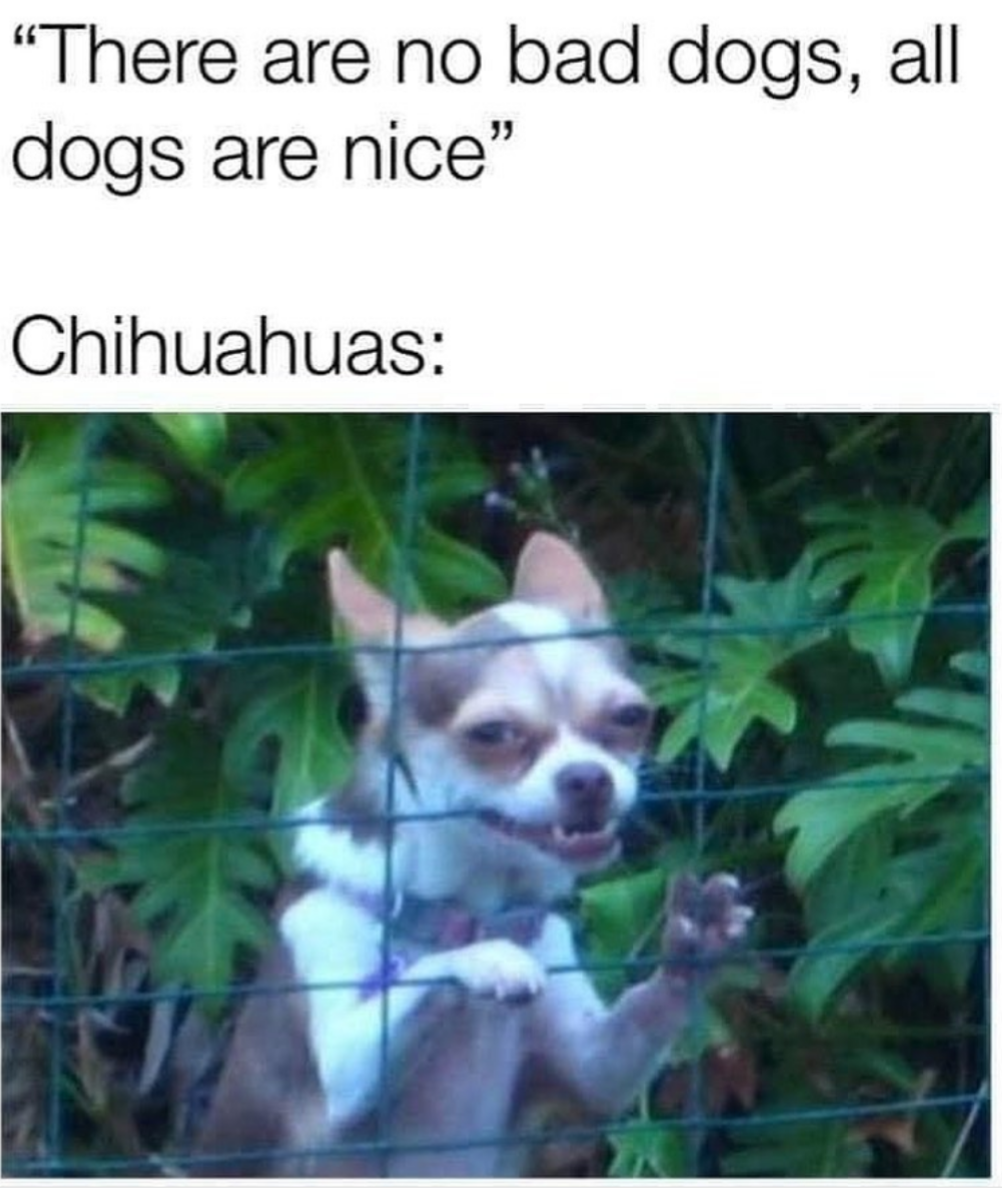 Chihuahuas are nice - pet memes