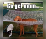 Clean Dog Memes - FG.png