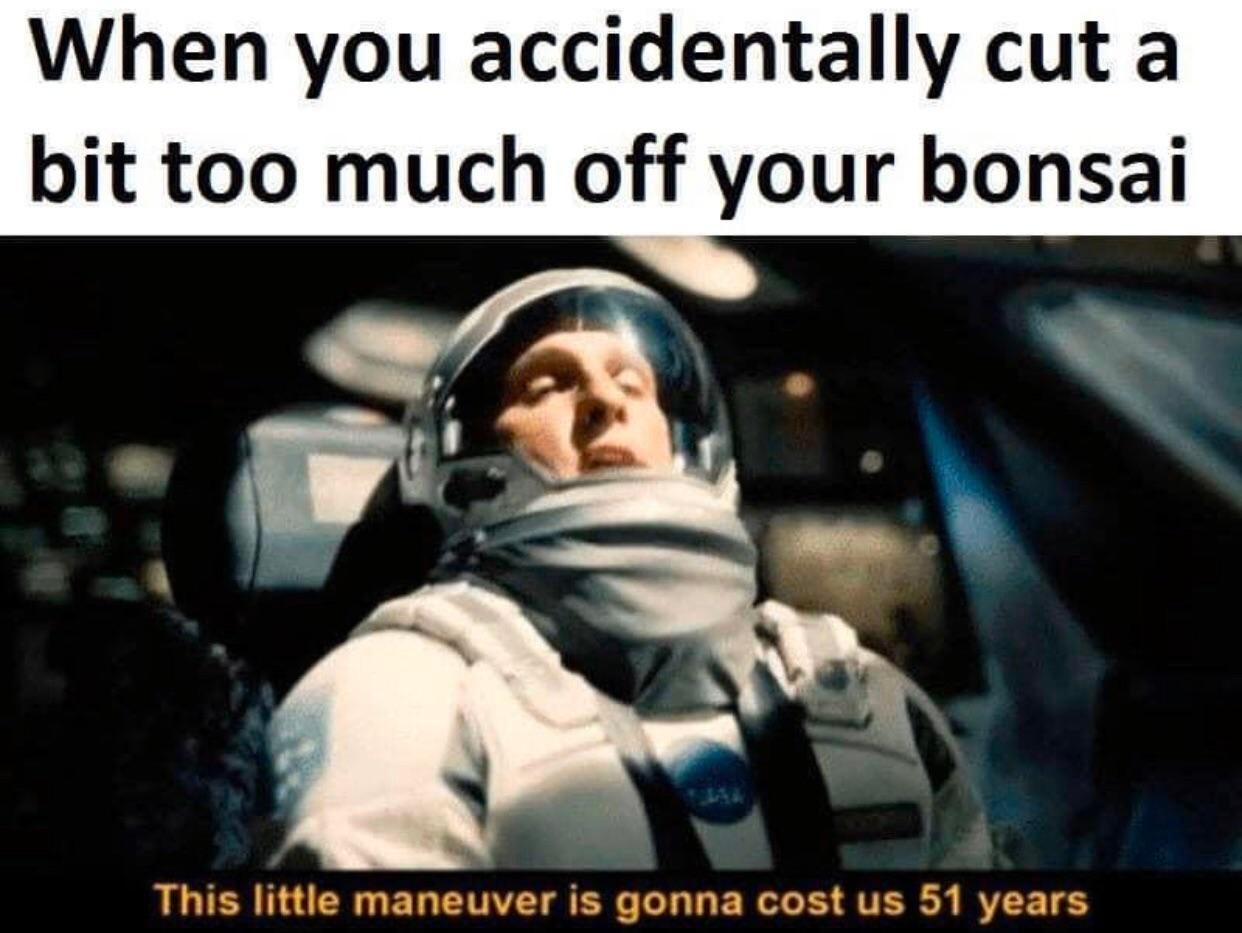 24 Nature Memes for Anyone Who Needs a Breath of Fresh Air 5 Cut too much of bonsai - nature memes