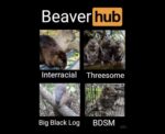 Dam Funny Beaver Memes to Celebrate International Beaver Day FG