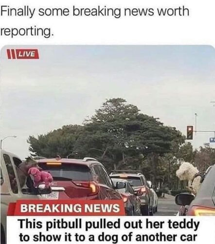 20 Clean Dog Memes for a Pawsitive Day! 3 Finally some breaking news - clean dog memes