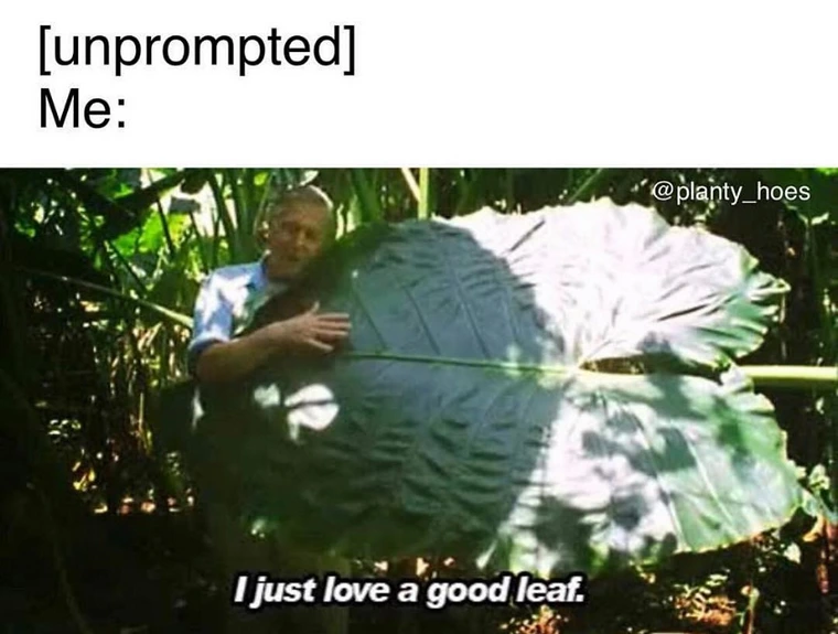 24 Nature Memes for Anyone Who Needs a Breath of Fresh Air 8 Good leaf - nature memes