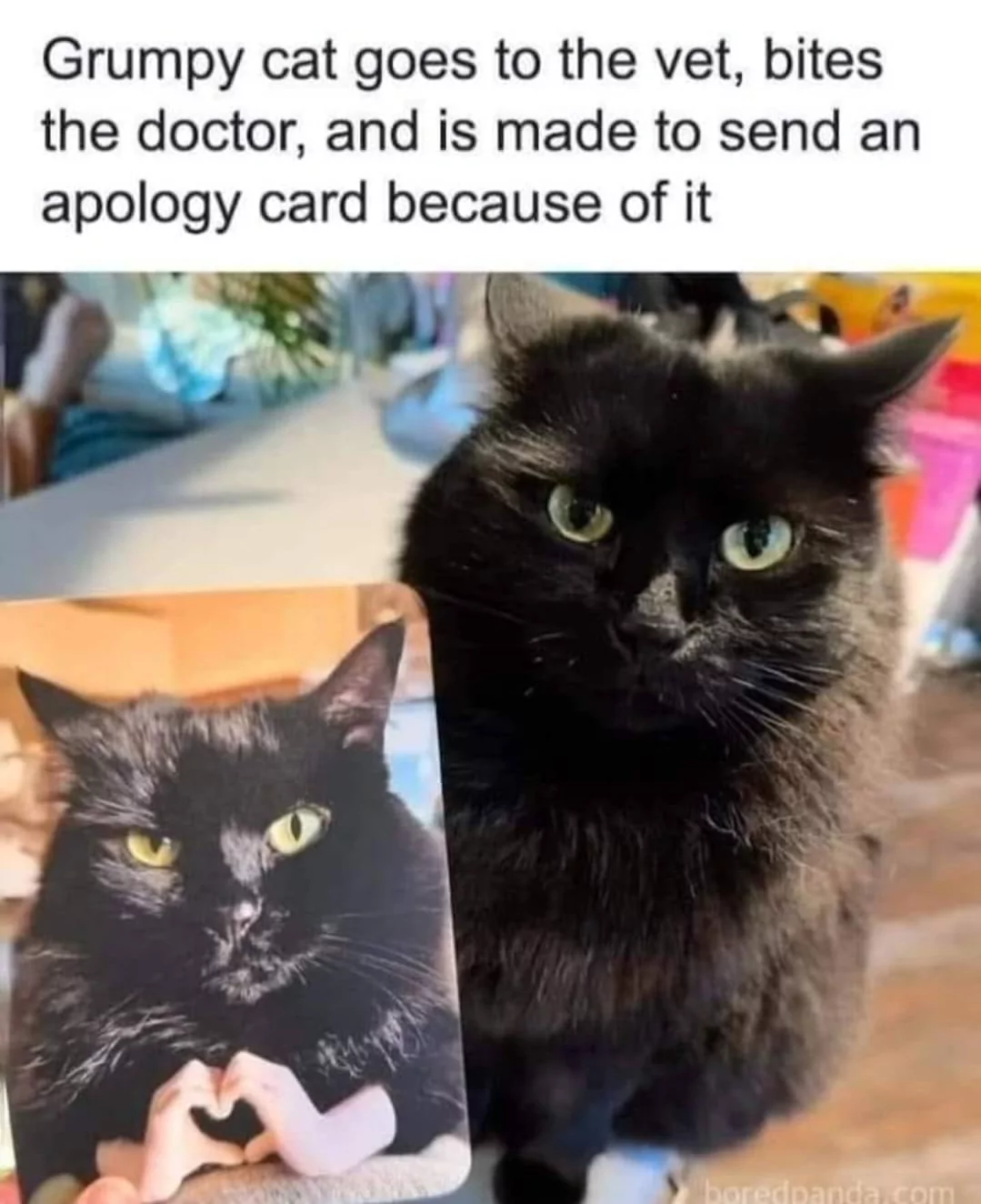 Grumpy cat goes to vet