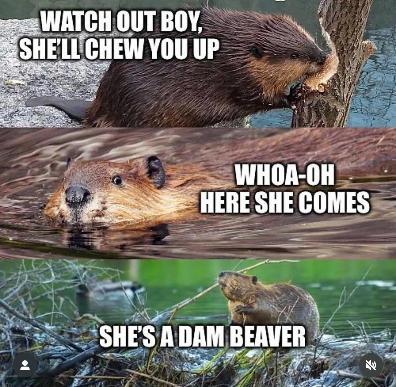 25 Dam Funny Beaver Memes to Celebrate International Beaver Day! 21 Here she comes