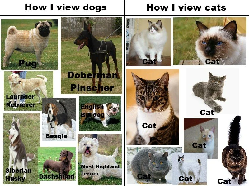 18 Dog vs Cat Memes That Will Make You Laugh & Pick a Side 14 How I view dogs - dog vs cat memes