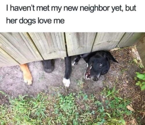 20 Clean Dog Memes for a Pawsitive Day! 6 I havent met my new neighbor - clean dog memes