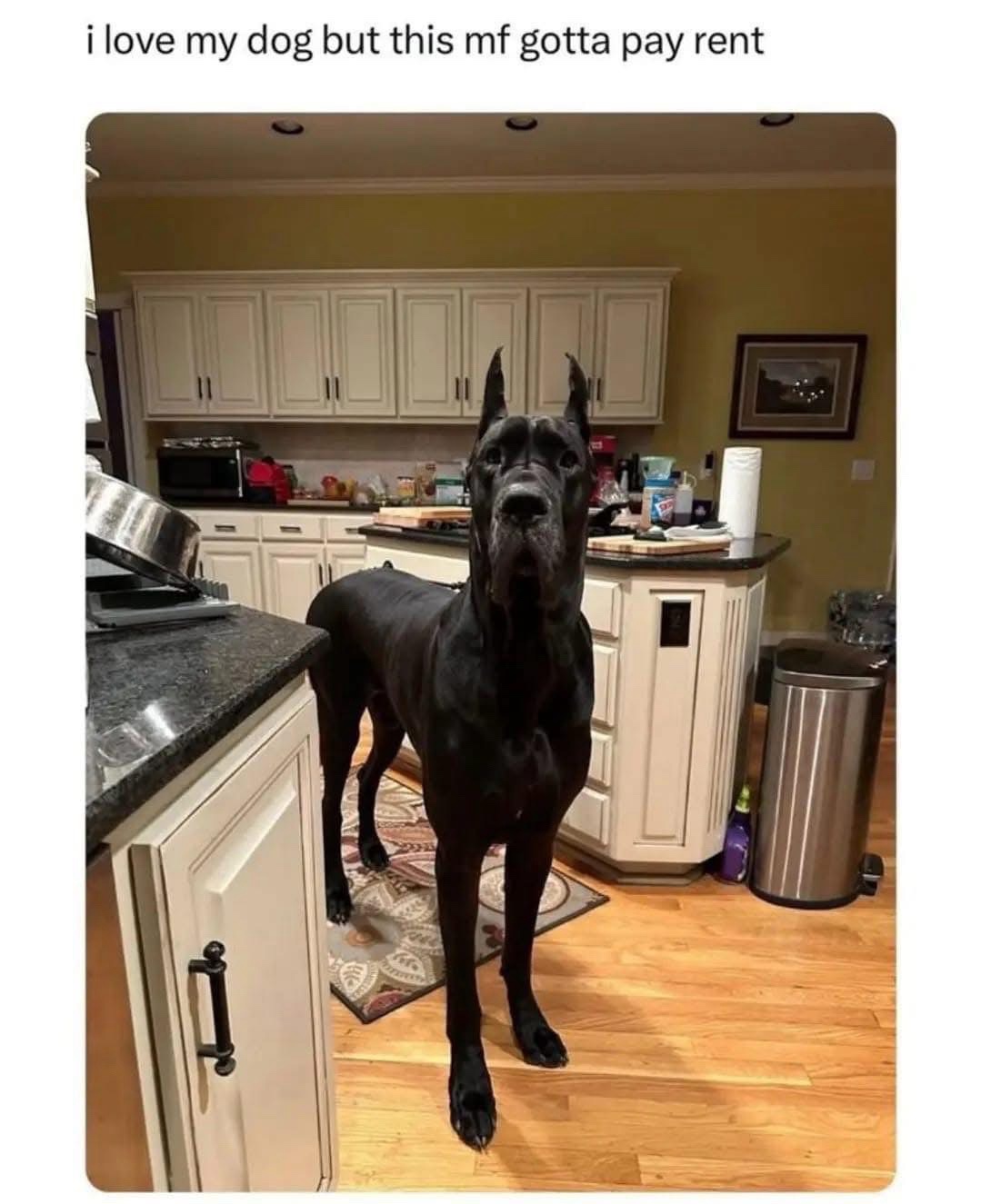 25 Memes That'll Make Your Jaw Drop 22 I love my dog