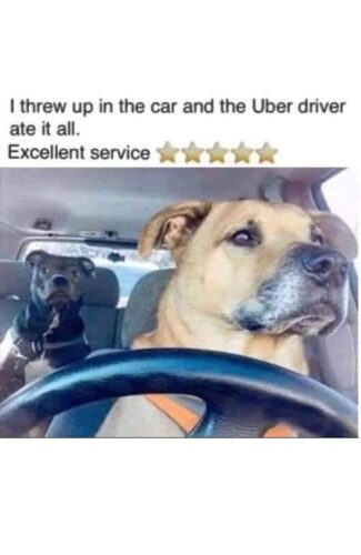20 Clean Dog Memes for a Pawsitive Day! 7 I threw up in the car - clean dog memes