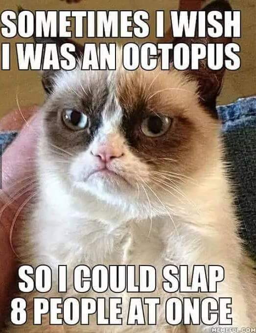 25 Grumpy Cat Memes That Will Make You Relate To Your Own Grumpiness 21 I wish I was an octopus