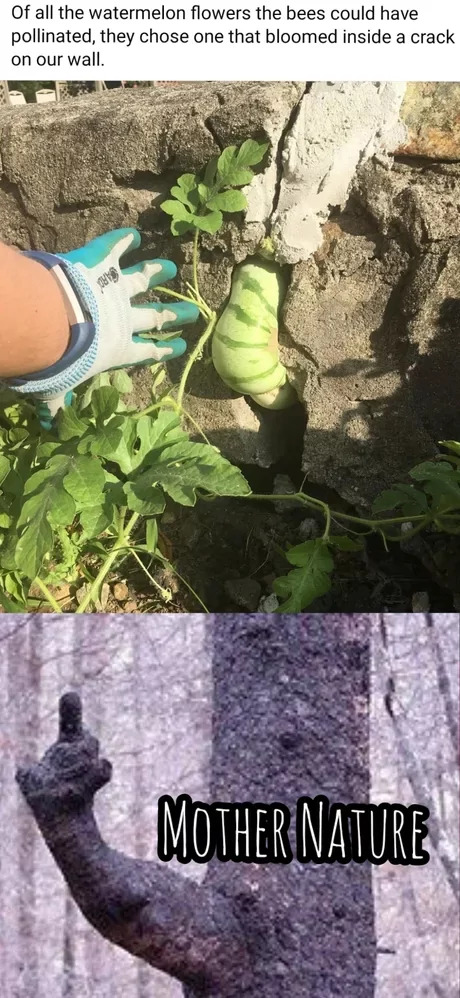 24 Nature Memes for Anyone Who Needs a Breath of Fresh Air 24 Mother nature