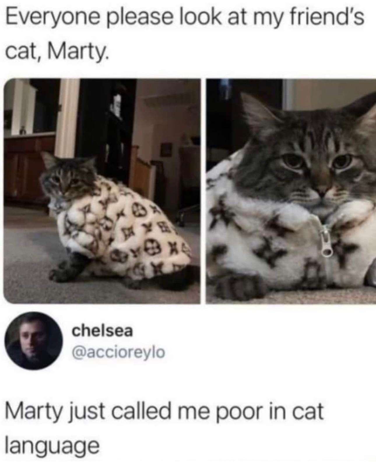 20 Memes That'll Make Your Jaw Drop 9 My friends cat