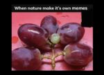 Nature Memes for Anyone Who Needs a Breath of Fresh Air FG