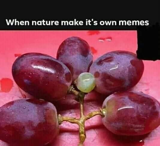 24 Nature Memes for Anyone Who Needs a Breath of Fresh Air 13 Nature makes its own memes - nature memes