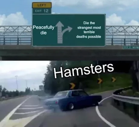 20 Funniest Hamster Memes for World Hamster Day 12 Peacefully die - Hamster Memes