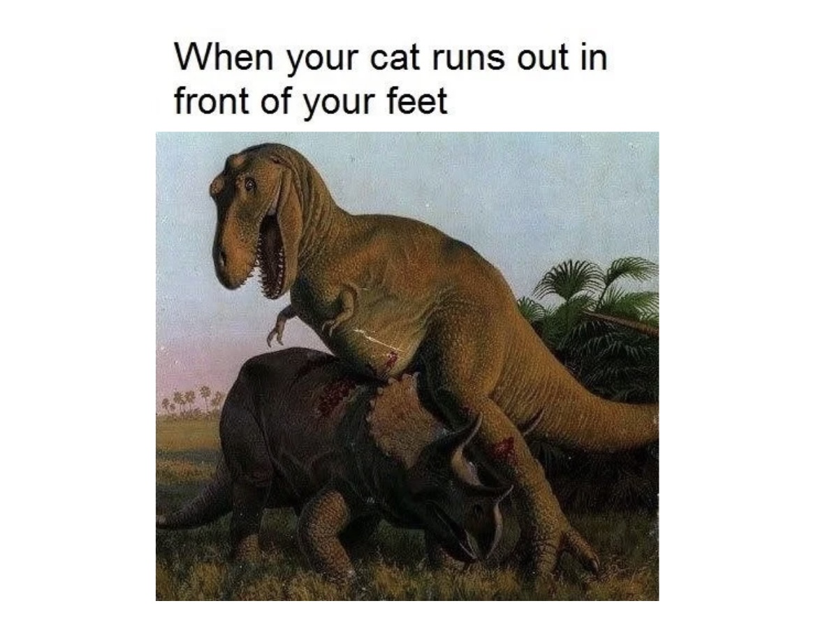 Pets Memes That Every Pet Parent Can Relate To - FG.jpeg