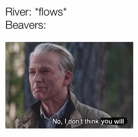 25 Dam Funny Beaver Memes to Celebrate International Beaver Day! 23 Rever flows