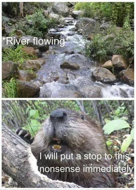 20 Dam Funny Beaver Memes to Celebrate International Beaver Day! - Animals