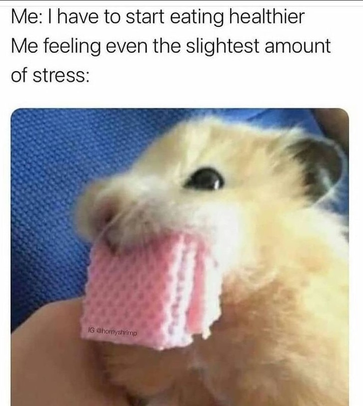 20 Funniest Hamster Memes for World Hamster Day 13 Start eating healthy - Hamster Memes