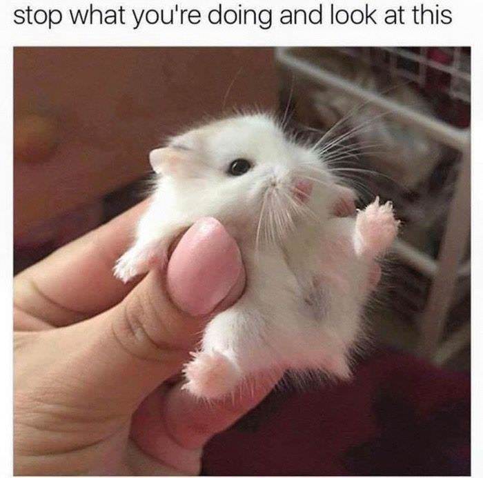 20 Funniest Hamster Memes for World Hamster Day 14 Stop waht youre doing - Hamster Memes