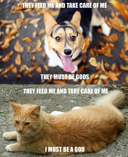 18 Dog vs Cat Memes That Will Make You Laugh & Pick a Side 18 They feed me