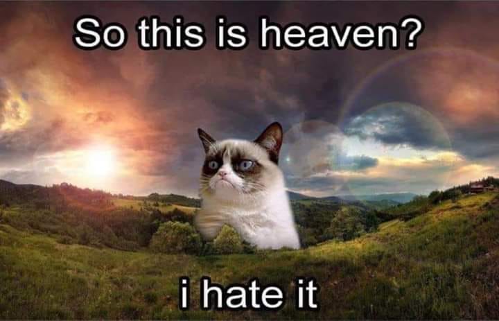 25 Grumpy Cat Memes That Will Make You Relate To Your Own Grumpiness 23 This is heaven
