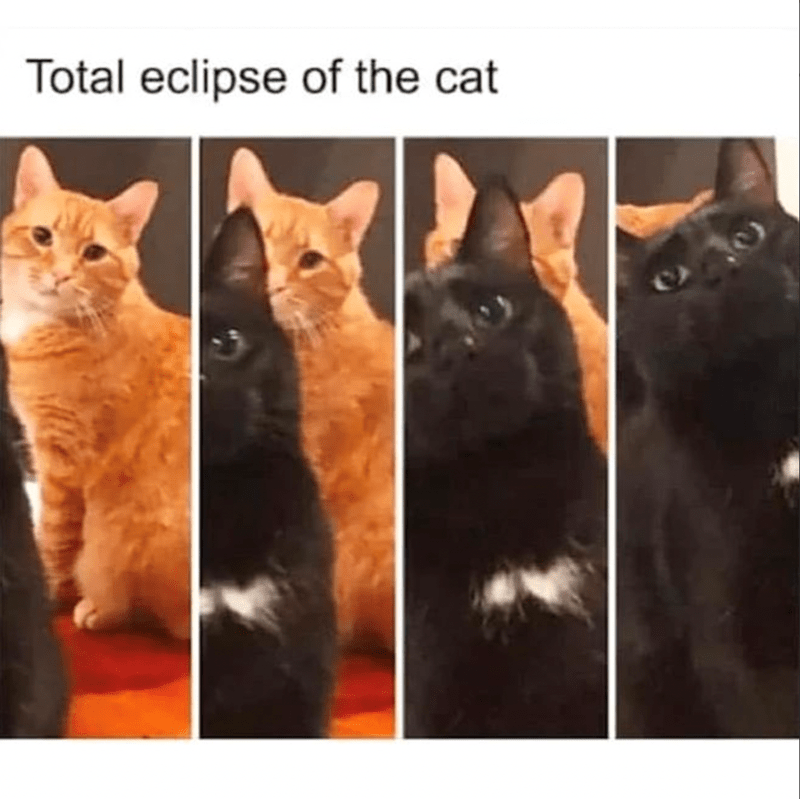 20 Solar Eclipse Memes: When the Moon Photobombs the Sun 19 Total eclipse of cat - solar eclipse memes