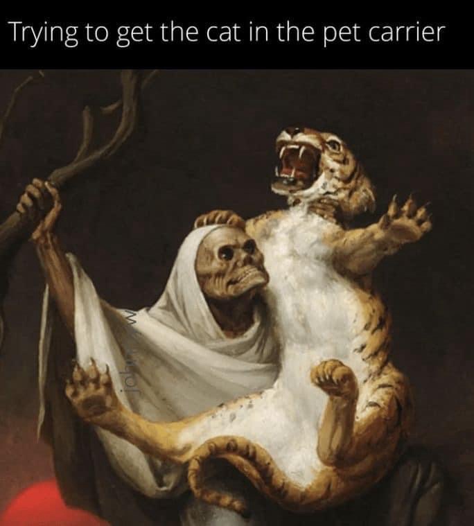 32 Pets Memes That Every Pet Parent Can Relate To 31 Trying to het the cat