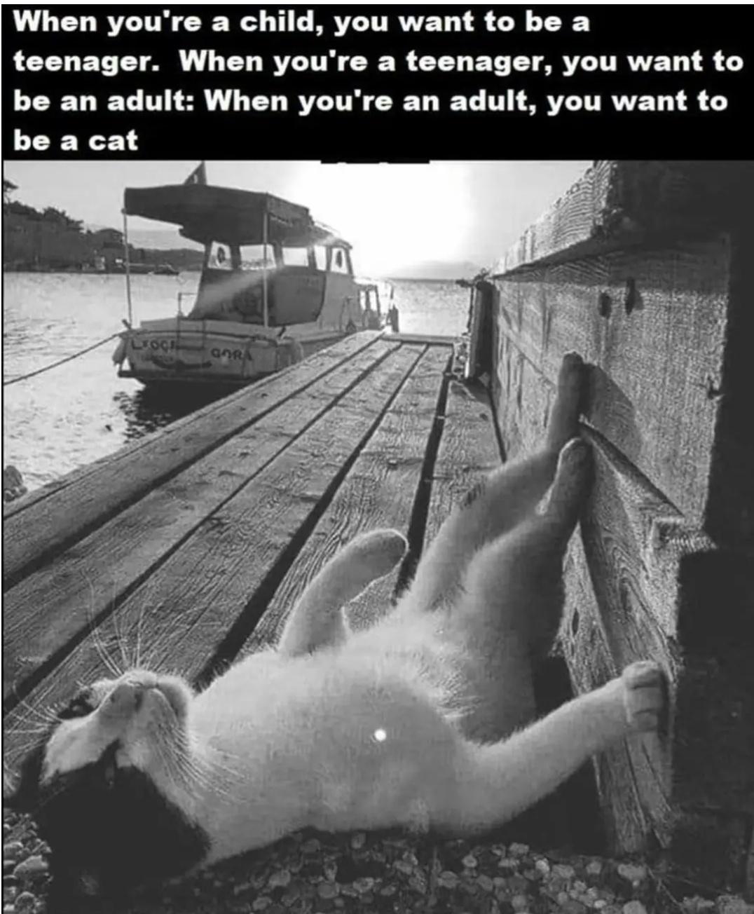 The Best Things In Life Are Cheap: 25 Bottom Shelf Memes That Prove It 25 Want to be cat