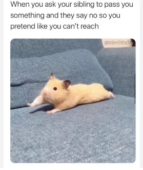 20 Funniest Hamster Memes for World Hamster Day 17 When you ask your sibling - Hamster Memes