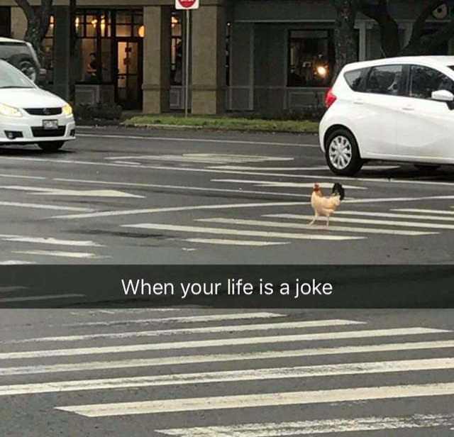 25 Clean Memes That Will Make You Feel Good Inside 24 When your life is a joke