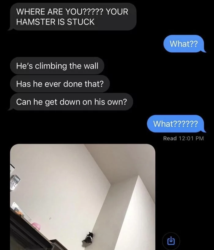 20 Funniest Hamster Memes for World Hamster Day 19 Where are you - Hamster Memes