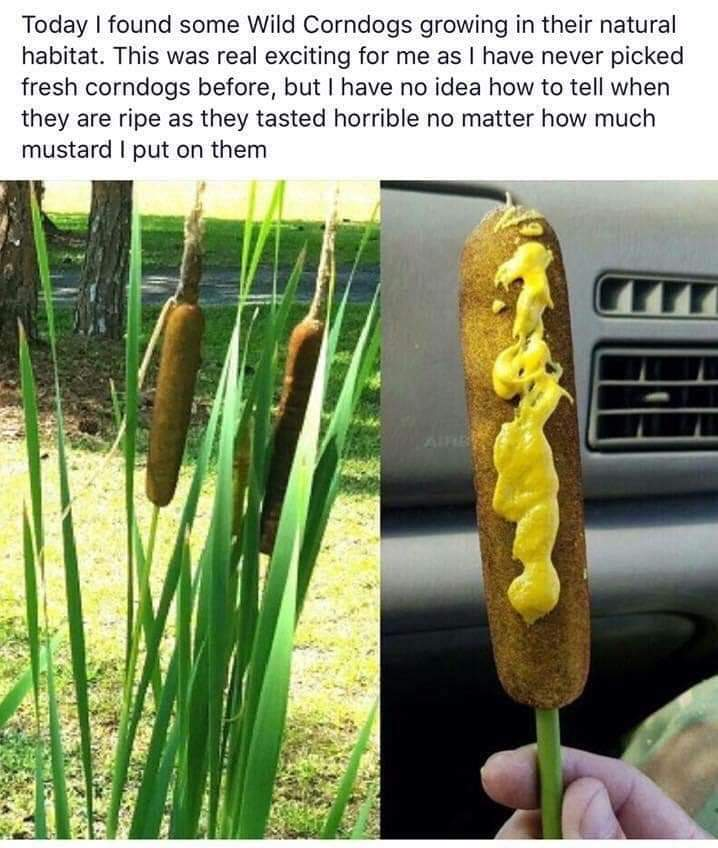 24 Nature Memes for Anyone Who Needs a Breath of Fresh Air 19 Wild corndogs - nature memes